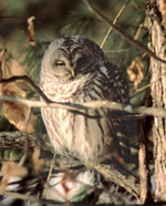 Barred Owl