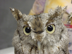 Eastern Screech Owl