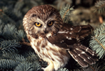 Northern Saw-whet Owl