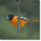 Oriole