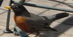 wrens001