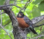 wrens004