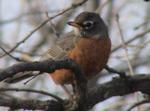 wrens004
