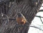 wrens004