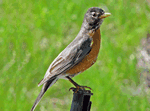 Robin Body Language