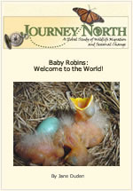 Baby Robins
