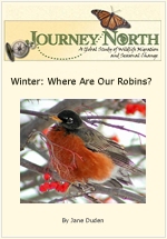 Robins in Winter
