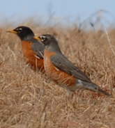 Normal robin coloration