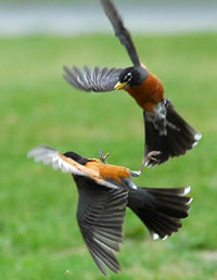 Robin
