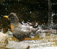 Robin