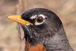 Robin