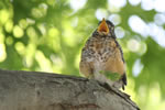 Robin