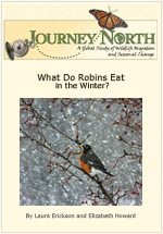 Wintertime Food