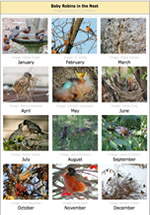 Robin's Annual Cycle photo gallery