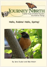 Hello Robins