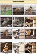 Photo gallery of robin building a nest