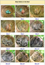 Robins in the Nest