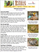 Baby Robins Hatched and Hungry: Article