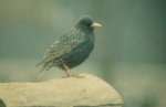 Copyright by the Wisconsin Society for Ornithology
