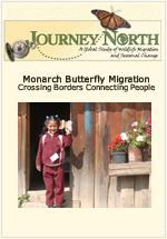 Slideshow: Monarch Butterfly Migration | Crossing Borders and Connecting People