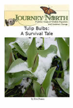 Plants and the Seasons