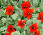 tulip_BloomOpen