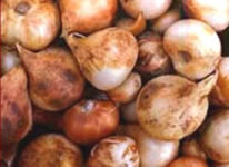 Tulip Bulbs