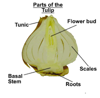 Parts of the Tulip