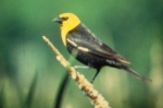 Copyright by the Wisconsin Society for Ornithology