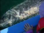 Baby Gray Whale