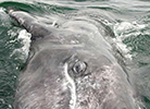 Baby Gray Whale