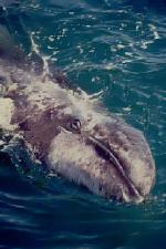 gwhale_eyemouth