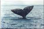 Baby Gray Whale