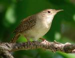 House Wren photo by Ann Cook