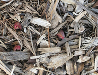 Tulips Emerging