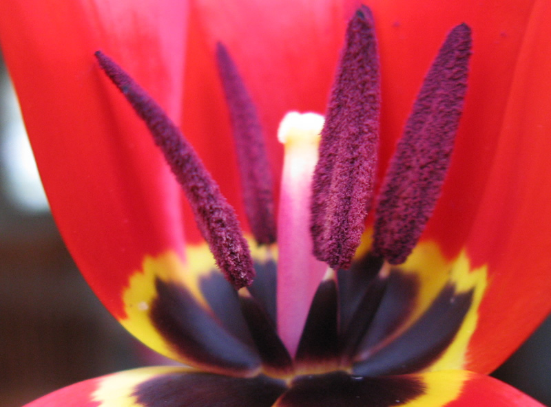 blooming tulips