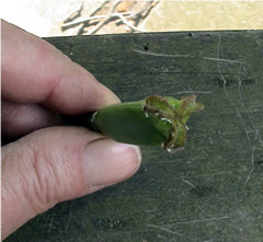 seed pod
