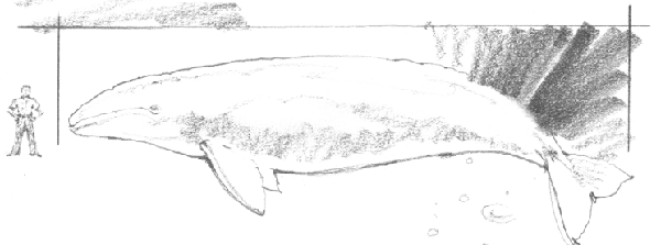 Comparing size of gray whale to size of man