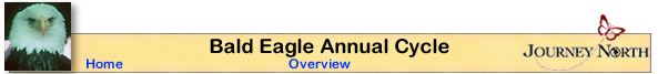 Bald Eagle Annual Cycle