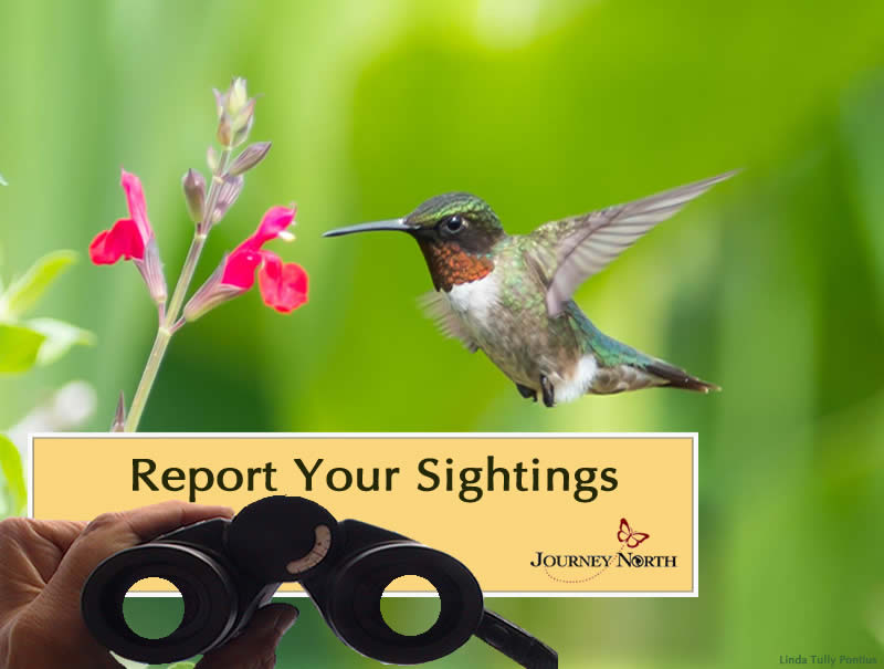 Report Your Hummingbird Sightings
