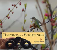 Hummingbird Migration: What to Report