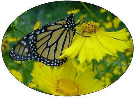 How to Track Monarch Migration