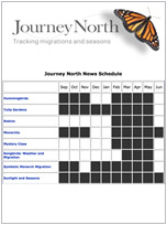 Monarch Butterfly