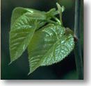 Leaf-Out
