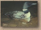Common Loon