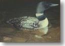 Common Loon