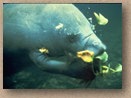 Manatee