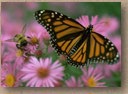 Spring, 1997