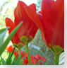 Tulip Test Gardens