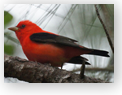 Weather and Songbird Migration